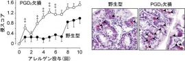 PGD2はマスト細胞数の増加を抑えてアレルギー症状を抑制する。食物アレルギーモデルマウスは便が軟らかくなる症状を示す。PGD2を作れないマウスでは軟便を示すマウスが多くなり（左）、腸管のマスト細胞数（黒矢印、赤色の細胞）が増えていた（右）。（東京大学の発表資料より）