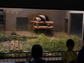 夜に室内で眠るジャイアントパンダ（上野動物園の発表資料より）