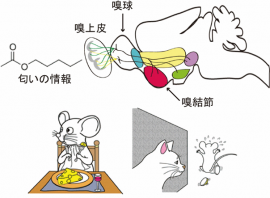 匂いの情報は、鼻の奥にある嗅上皮の感覚細胞に受容されて脳の嗅球に伝えられる。嗅球より上位の領域における匂いによるモチベーションの誘起の神経メカニズムを明らかにするため、今回の研究では嗅皮質の一部である嗅結節に着目した。（東京大学の発表資料より）