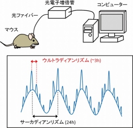 （上）光ファイバーを用いた無麻酔・無拘束マウス脳内視交叉上核からの時計遺伝子発現と自発行動のリアルタイム計測の概念図。（下）個体内（in vivo）では，時計遺伝子発現に約24 時間周期のサーカディアンリズムと約3 時間のウルトラディアンリズムが存在する。（北海道大学の発表資料より）