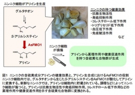千葉大学の吉本尚子助教、齊藤和季教授らは、ニンニクの薬理効果や健康機能作用を示す含硫黄化合物アリインの生産の鍵となる酵素遺伝子を発見した。(写真:千葉大学らの発表資料より) 千葉大学の吉本尚子助教、齊藤和季教授らは、ニンニクの薬理効果や健康機能作用を示す含硫黄化合物アリインの生産の鍵となる酵素遺伝子を発見した。(写真:千葉大学らの発表資料より)