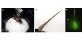 A:トレッドミル上を歩くフタホシコオロギ。B:尾葉の拡大写真。片側につき500~750本くらいの機械感触毛が生えている。C:蛍光色素を注入したGI8-1。左手に丸く見えているのが細胞体(核のある部分)、上に伸びているのが神経軸索。(北海道大学の発表資料より) A:トレッドミル上を歩くフタホシコオロギ。B:尾葉の拡大写真。片側につき500~750本くらいの機械感触毛が生えている。C:蛍光色素を注入したGI8-1。左手に丸く見えているのが細胞体(核のある部分)、上に伸びているのが神経軸索。(北海道大学の発表資料より)