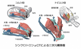 シンクロトロンμCT法で得られたトビムシ目、コムシ目の口器の三次元構築像。（筑波大学の発表資料より）