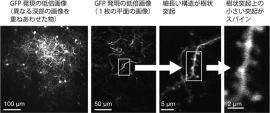 マーモセット大脳皮質のスパイン画像。共同研究グループが開発した手法でマーモセットの大脳皮質のスパインを観察したところ、樹状突起の構造に加えて、樹状突起上の小さな突起であるスパインまで鮮明に可視化できた。(理化学研究所の発表資料より) マーモセット大脳皮質のスパイン画像。共同研究グループが開発した手法でマーモセットの大脳皮質のスパインを観察したところ、樹状突起の構造に加えて、樹状突起上の小さな突起であるスパインまで鮮明に可視化できた。(理化学研究所の発表資料より)