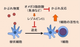 オメガ3脂肪酸の皮膚アレルギー反応抑制機構の概要を示す図（京都大学の発表資料より）
