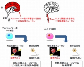 今回の研究成果の概略を示す図(慶應義塾大学の発表資料より) 今回の研究成果の概略を示す図(慶應義塾大学の発表資料より)