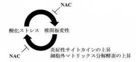 椎間板変性のモデルラットにNACを継続的に経口投与したところ、椎間板変性が抑制され、椎間板で炎症性サイトカインや細胞外マトリックス分解酵素などの発現も抑制されていることが分かった。(図:慶應義塾大学の発表資料より) 椎間板変性のモデルラットにNACを継続的に経口投与したところ、椎間板変性が抑制され、椎間板で炎症性サイトカインや細胞外マトリックス分解酵素などの発現も抑制されていることが分かった。(図:慶應義塾大学の発表資料より)