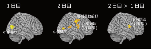みつめあいに関連した二者間での脳活動同期を示す図。1日目、初対面の二者がみつめあっている場合には、右中側頭回にて二者間の脳活動の同期が見られた。共同注意課題をこなした後の2日目では、右中側頭回だけではなく下前頭回（弁蓋部）と腹側運動前野で、二者間の脳活動が有意に同期した。このような2日目の脳活動同期増加は、共同注意課題をしない場合や、2日目に異なる相手とみつめあいをした場合には観察されなかった。（生理学研究所の発表資料より）