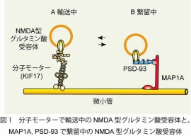 分子モーターで輸送中のNMDA型グルタミン酸受容体と、MAP1A、PSD-93で繋留中のNMDA型グルタミン酸受容体（東京大学の発表資料より）