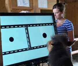 円の大きさの弁別課題を行っているウマの「ポニョ」と共同研究者のフローリン・カミュ氏。(京都大学の発表資料より) 円の大きさの弁別課題を行っているウマの「ポニョ」と共同研究者のフローリン・カミュ氏。(京都大学の発表資料より)