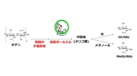 キチンからのアミノ糖の合成の過程を示す図。（北海道大学の発表資料より）