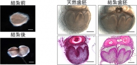 胎齢14.5日のマウス臼歯歯胚の結紮による分割操作と器官培養6日目の写真。左：胎齢14.5日のマウス臼歯歯胚の真ん中を、完全に分断されないところまで細いナイロン糸で結紮した。右：器官培養6日目の天然歯胚および結紮歯胚の実体写真とHE（ヘマトキシリン・エオジン）で染色した画像。結紮歯胚には2つに分断された歯胚が認められる。（理化学研究所と東京医科歯科大学の発表資料より）