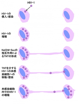 TNTを介するHIV-1の感染細胞から未感染細胞への感染拡大の模式図(理化学研究所の発表資料より) TNTを介するHIV-1の感染細胞から未感染細胞への感染拡大の模式図(理化学研究所の発表資料より)