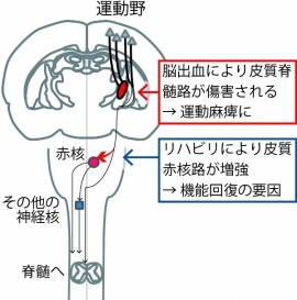 今回の研究では、脳出血後の集中的なリハビリは運動野-赤核間の軸索の投射を増加させ、それによって運動機能の回復を導くことが分かった。(生理学研究所の発表資料より) 今回の研究では、脳出血後の集中的なリハビリは運動野-赤核間の軸索の投射を増加させ、それによって運動機能の回復を導くことが分かった。(生理学研究所の発表資料より)