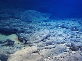 水深4,500m付近のコバルトリッチクラスト。（海洋研究開発機構の発表資料より）