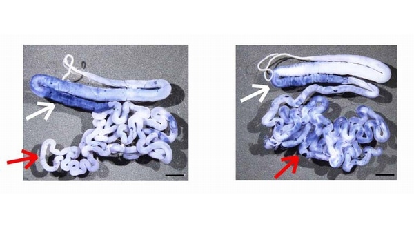 左は通常の絹糸腺、右側はアンテナペディアを強く働かせた絹糸腺。白い矢印は中部絹糸腺、赤い矢印は後部絹糸腺。青い色は、通常は中部絹糸腺で始動している遺伝子の強さを示し、色が濃いほど、遺伝子が強く始動している。右の絹糸腺では、通常は中部絹糸腺でのみ始動する遺伝子が、後部絹糸腺でも始動するようになった。写真の右下の黒い線の長さは、それぞれ0.3 cm。（農業生物資源研究所の発表資料より）