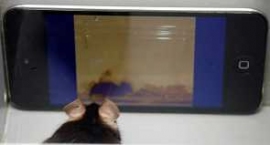 慶應義塾大学の渡辺茂名誉教授と麻布大学の菊水健史教授らは、オスのマウスが他のマウスの性行動のビデオを見たがることを実験で確認した。（写真：慶應義塾大学と麻布大学の発表資料より）