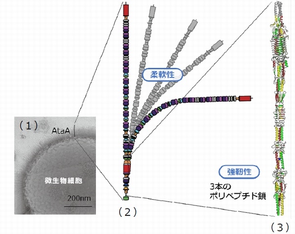 （1）アシネトバクター属最近Tol5の電子顕微鏡写真。細胞表面から出ている細い線がAtaAファイバー、（2）AtaAファイバー（全長）のタンパク質模式、（3）今回解明されたAtaAファイバー（一部）の立体構造（名古屋大学の発表資料より）