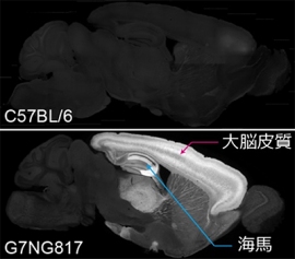 マウス固定脳における蛍光の発現パターンの矢状面(左右に分ける面)の断面図。上: 比較用の野生型(C57BL/6)マウス脳。下: 作製したG7NG817マウス脳。大脳皮質と海馬の一部に著しいG-CaMP7の発現がみられる。この強い発現のために、蛍光変化を頭蓋骨越しに測定することができる。(理化学研究所の発表資料より) マウス固定脳における蛍光の発現パターンの矢状面(左右に分ける面)の断面図。上: 比較用の野生型(C57BL/6)マウス脳。下: 作製したG7NG817マウス脳。大脳皮質と海馬の一部に著しいG-CaMP7の発現がみられる。この強い発現のために、蛍光変化を頭蓋骨越しに測定することができる。(理化学研究所の発表資料より)