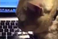 何度どかされてもキーボードの上で寝たいネコちゃん！