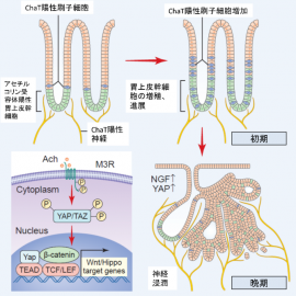 ストレスががんの成長を促進する様子。(図:東京大学発表資料より) ストレスががんの成長を促進する様子。(図:東京大学発表資料より)