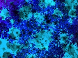 約1000株のエボラウイルスゲノム配列が公開されている。これらのデータに対して長浜バイオ大学の研究チームが、ゲノム内の連続塩基の出現頻度を時系列で解析、その変化の一定の規則性および再現性を導き出した。 約1000株のエボラウイルスゲノム配列が公開されている。これらのデータに対して長浜バイオ大学の研究チームが、ゲノム内の連続塩基の出現頻度を時系列で解析、その変化の一定の規則性および再現性を導き出した。