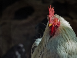 11月中旬以降全国で感染が拡大している鳥インフルエンザ。家禽の殺処分や動物園の閉園など大きな影響を与えている 11月中旬以降全国で感染が拡大している鳥インフルエンザ。家禽の殺処分や動物園の閉園など大きな影響を与えている
