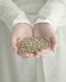 生豆イメージ 生豆イメージ