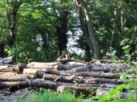 林野庁が行なった「平成27年木質バイオマスエネルギー利用動向調査」の結果が発表され、2015年にエネルギーとして利用された木質バイオマスの種類の内訳と、利用の動向が判明した。かねてより問題視されていた、森林の間伐材などの有効利用が進んでいる。
