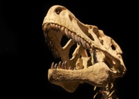およそ恐竜ほど人類のロマンを掻き立てる化石生物も他にそうはあるまい。
