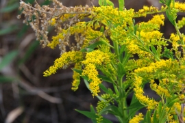 アキノキリンソウ。 アキノキリンソウ。