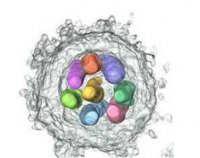 電子顕微鏡解析によって3次元的に作られた子孫ウイルス粒子とウイルスRNAのモデル図。（画像：東京大学発表資料より）