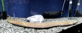 飼育中のカワウミヘビ。（画像:沖縄美ら島財団総合研究センター発表資料より）