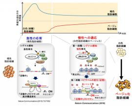 エピゲノム変化と細胞の質の変化がもたらす寒い環境への慢性的な適応のしくみ。(画像:東京大学発表資料より) エピゲノム変化と細胞の質の変化がもたらす寒い環境への慢性的な適応のしくみ。(画像:東京大学発表資料より)