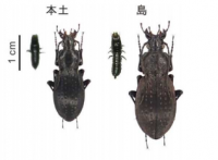 ヒメオサムシの体のサイズ変異。（画像:北海道大学発表資料より）