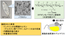 カチオン化したパラミロン誘導体によるメタボリックシンドローム改善効果の可能性について。(画像: 産業技術総合研究所の発表資料より) カチオン化したパラミロン誘導体によるメタボリックシンドローム改善効果の可能性について。(画像: 産業技術総合研究所の発表資料より)