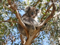 ユーカリの樹の上で生活する野生のコアラ。全ゲノム配列が解読され、コアラのユニークな生態の遺伝基盤や、遺伝的多様性が明らかにされた。（写真提供：早川卓志）。（画像:京都大学発表資料より）