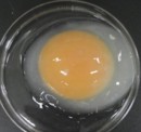 ノックインニワトリが産んだインターフェロンβを含む卵（写真：AIST発表資料より）