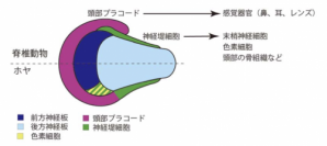 脊椎動物とホヤの神経板境界領域の模式図。（画像:筑波大学発表資料より）
