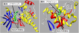 薬剤とタンパク質の相互作用部位の可視化例(写真:産総研の発表資料より) 薬剤とタンパク質の相互作用部位の可視化例(写真:産総研の発表資料より)