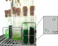 単細胞紅藻シゾンの細胞と実験室における培養の様子。（画像:東京工業大学発表資料より）