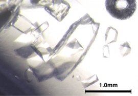 宇宙空間で結晶化されたタンパク質 (c) 東京大学/JAXA 宇宙空間で結晶化されたタンパク質 (c) 東京大学/JAXA