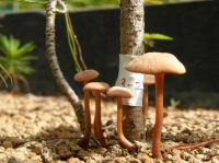 土壌に生息する菌根菌が、森林の安定と変化の原動力として、森林の組成や構造という大きなスケールの特徴にまで影響を及ぼす。野外実験サイトに出現した菌根菌（キツネタケ）のきのこ。（画像:京都大学発表資料より）