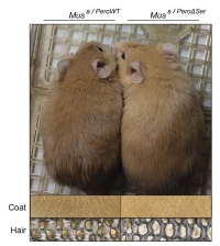 暗い体色のシカネズミ（左）と、明るい体色のシカネズミ。（画像:藤田医科大学発表資料より）