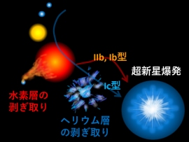 終末期の大質量星の進化を示した模式図（写真：京都大学の発表資料より）