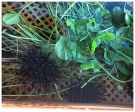 養殖カゴ内でクローバーを食べるムラサキウニ。（画像:九州大学発表資料より）