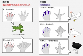 手足の形の作り方の違い。(画像:東京工業大学発表資料より) 手足の形の作り方の違い。(画像:東京工業大学発表資料より)
