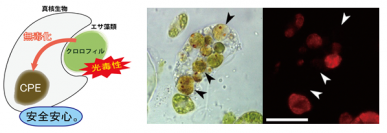 藻類を捕食した細胞模式と明視野および蛍光顕微鏡像　左）餌藻類が消化される過程で、クロロフィルがCPEへ転換される。中央）クロロフィルの緑色が失われ、右）赤いクロロフィルの自家蛍光が失われていく。（画像:国立科学博物館発表資料より）