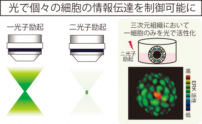 研究の概要図（写真：京都大学の発表資料より）