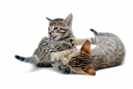 カリフォルニア大学デービス校の研究から、猫のマーキング物質が肛門嚢に住みついている微生物によって作られていることが明らかにされた。
